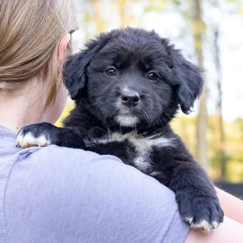A baby medium-sized female Black Curly-Coated Retriever dog named Muffinavail for adoption in West Grove, PA
