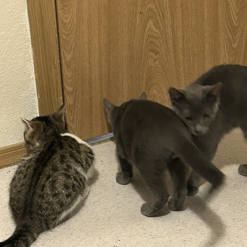 A baby medium-sized female Gray / Blue / Silver Domestic Short Hair cat named Lucy for adoption in Rochester, WA