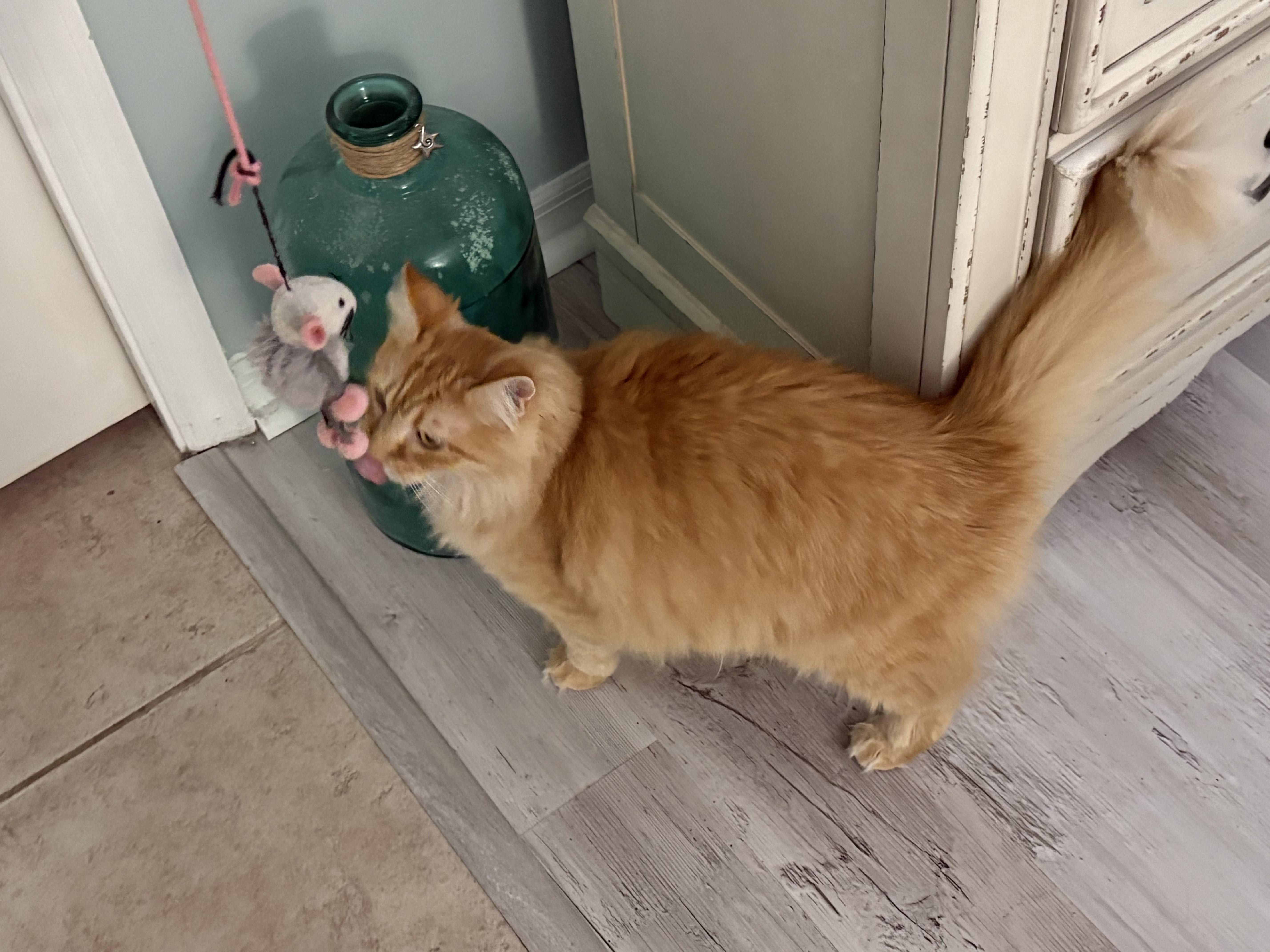 A senior large-sized female Orange / Red Maine Coon cat named Ohmy for adoption in Wimauma, FL
