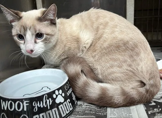 A young medium-sized male Domestic Short Hair cat named Lil Gooey for adoption in Baldwin Park, CA