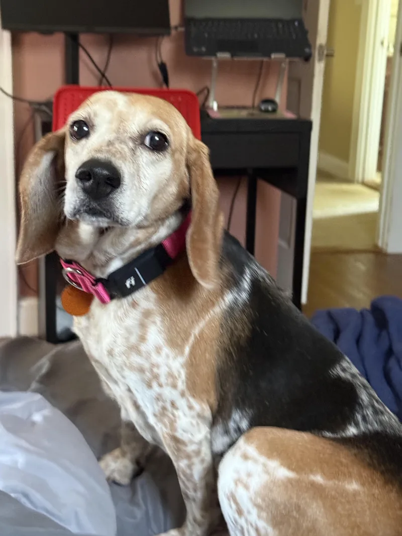 An adult medium-sized female Tricolor (Brown, Black, & White) Beagle dog named Jamie for adoption in Stoughton, MA
