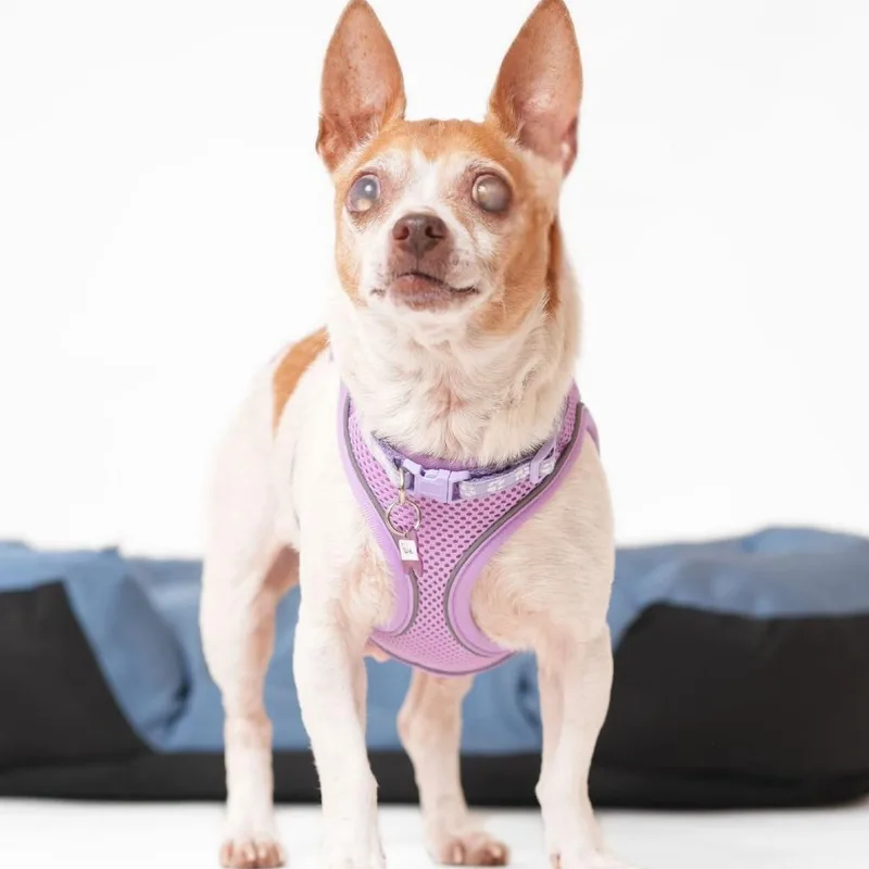 A senior small-sized female White / Cream Chihuahua dog named Pauline for adoption in San Francisco, CA