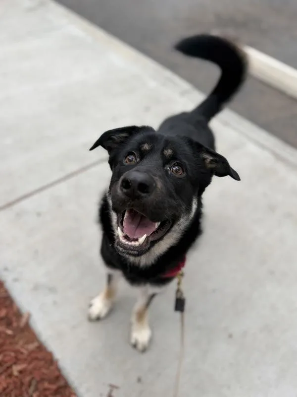 A young large-sized male Shepherd dog named Bunny for adoption in San Diego, CA