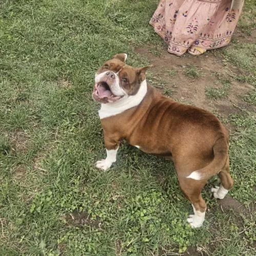 Sweet Potato thumbnail 2