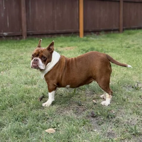 Sweet Potato thumbnail 4