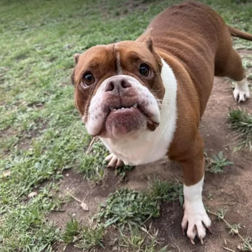 Sweet Potato thumbnail 6