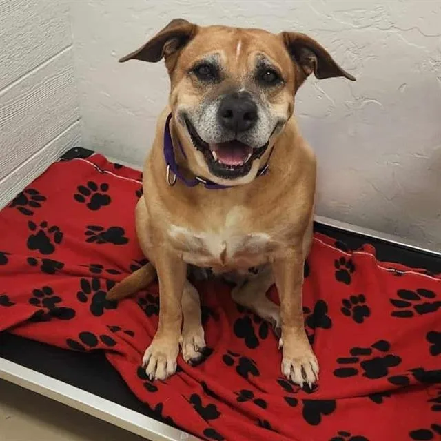 An adult extra large-sized female Pit Bull Terrier dog named Kaia for adoption in Tucson, AZ
