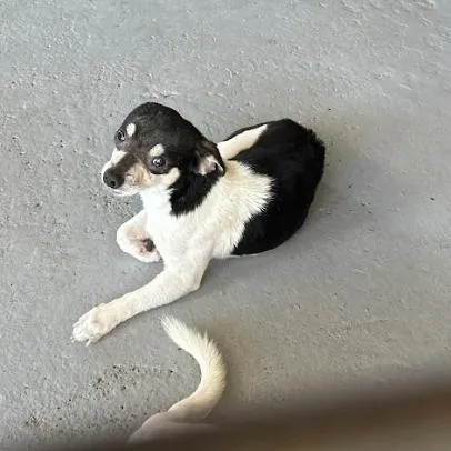 An adult small-sized male White / Cream Chihuahua dog named Mercury Retrograde for adoption in Austin, TX
