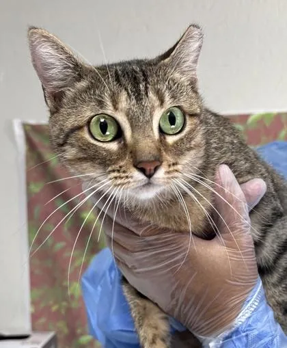 A young small-sized female Domestic Short Hair cat named Lotus for adoption in San Antonio, TX