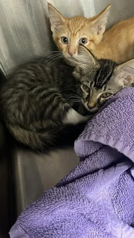 An adult medium-sized male Tabby (Brown / Chocolate) Domestic Medium Hair cat named Unknown for adoption in Burgaw, NC