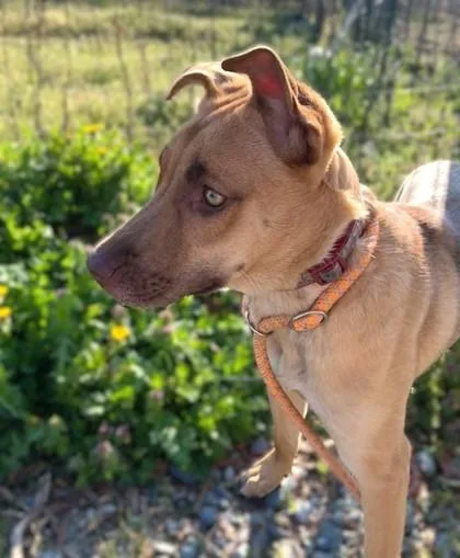 A baby medium-sized female Pit Bull Terrier dog named Ansley for adoption in Washington, DC