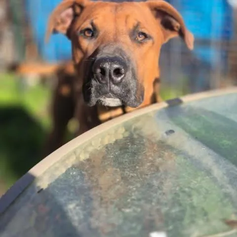 Duke