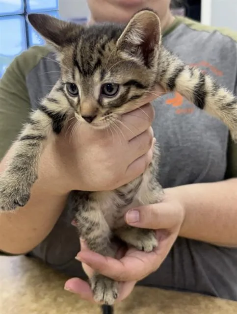 A baby small-sized male Domestic Short Hair cat named Ryder for adoption in Killeen, TX