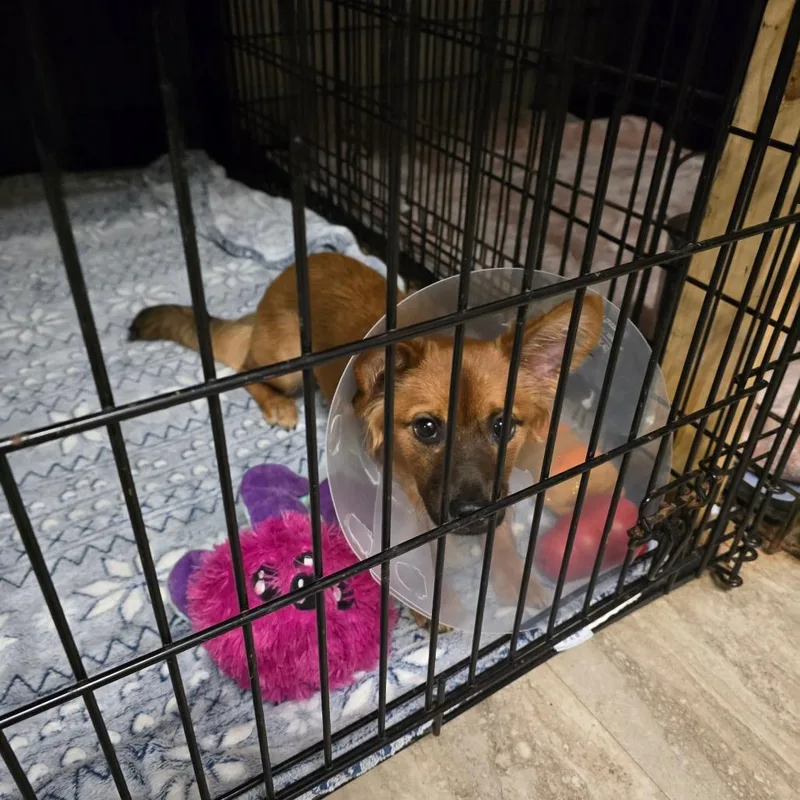 A young small-sized female Brown / Chocolate Cardigan Welsh Corgi dog named Ruby for adoption in Hinesville, GA