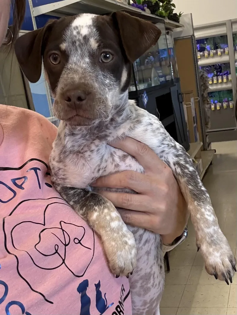 A baby medium-sized male White / Cream German Shorthaired Pointer dog named Duke for adoption in Longmont, CO