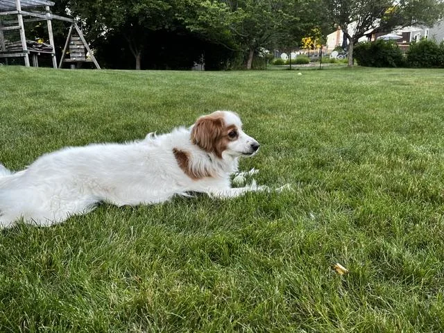 An adult medium-sized female Spaniel dog named Penny for adoption in Marion, MA