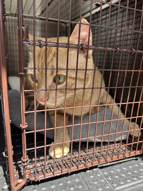 An adult small-sized male Domestic Short Hair cat named Sticky Floor for adoption in Austin, TX