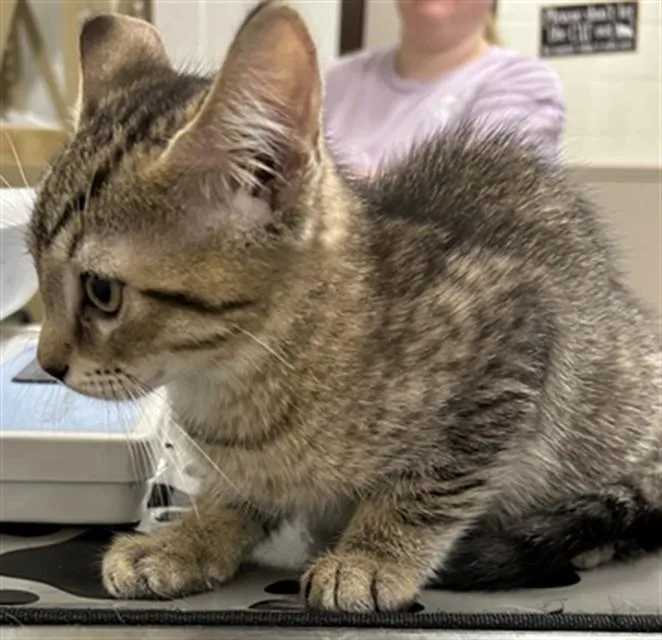 A baby small-sized male Domestic Short Hair cat named Pluto for adoption in Derwood, MD
