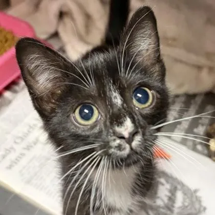 Millie