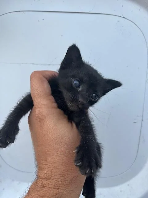 A baby small-sized male Domestic Short Hair cat named Nut for adoption in Miami, FL