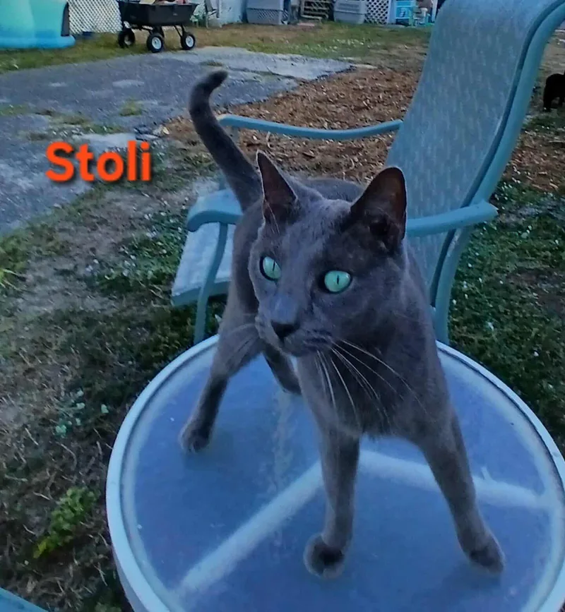 Stoli