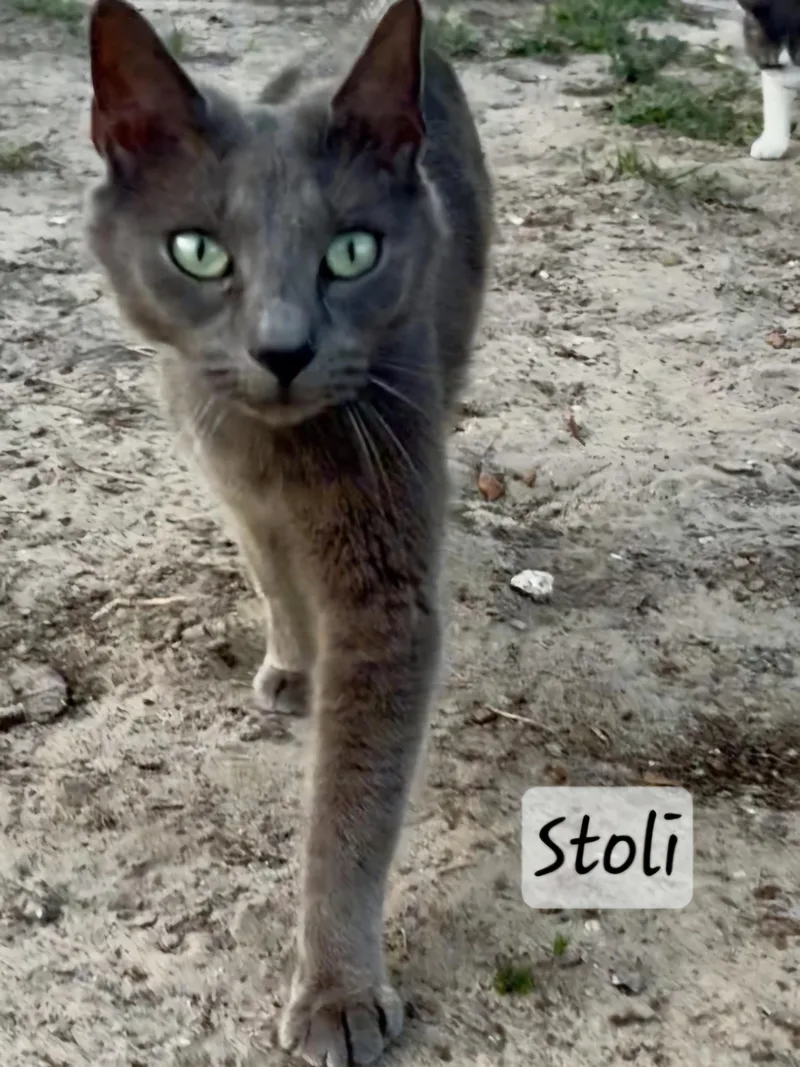 Stoli thumbnail 2