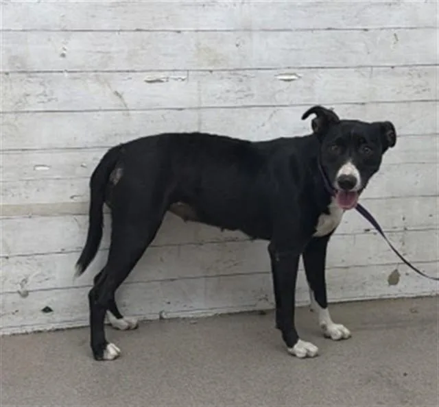A young medium-sized female Pit Bull Terrier dog named Milly for adoption in San Bernardino, CA
