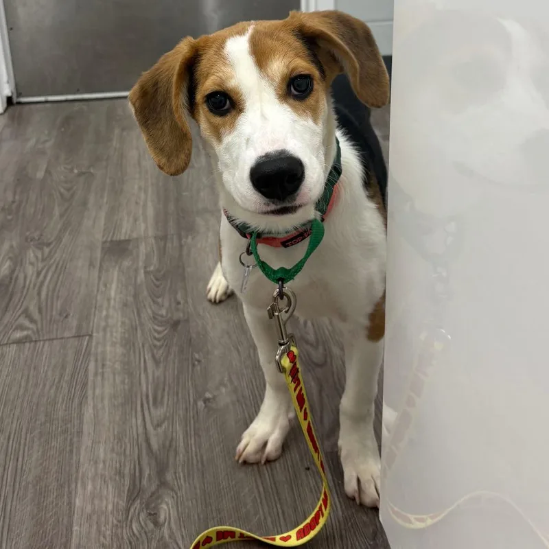 A young small-sized female Beagle dog named Delilah for adoption in Fairfax, VA