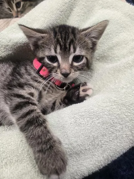 A baby small-sized male Domestic Short Hair cat named Frank for adoption in Millersville, MD