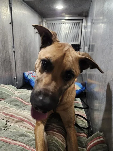A young large-sized male Belgian Shepherd / Malinois dog named Pumpkin Bear for adoption in San Antonio, TX