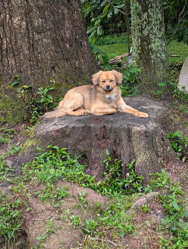 Biscuit
