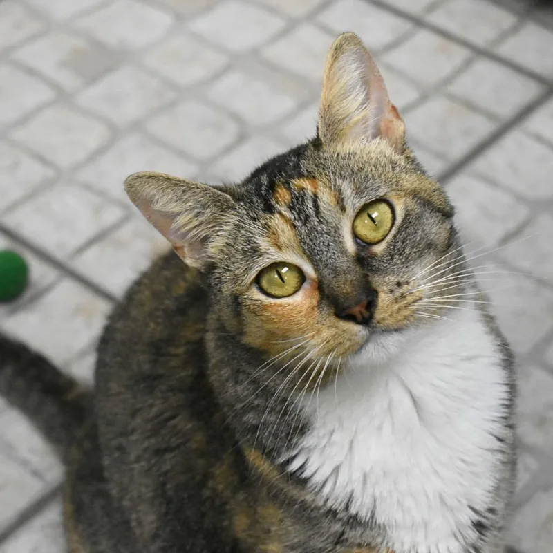 A young medium-sized female Domestic Short Hair cat named Trinity for adoption in Saint Petersburg, FL