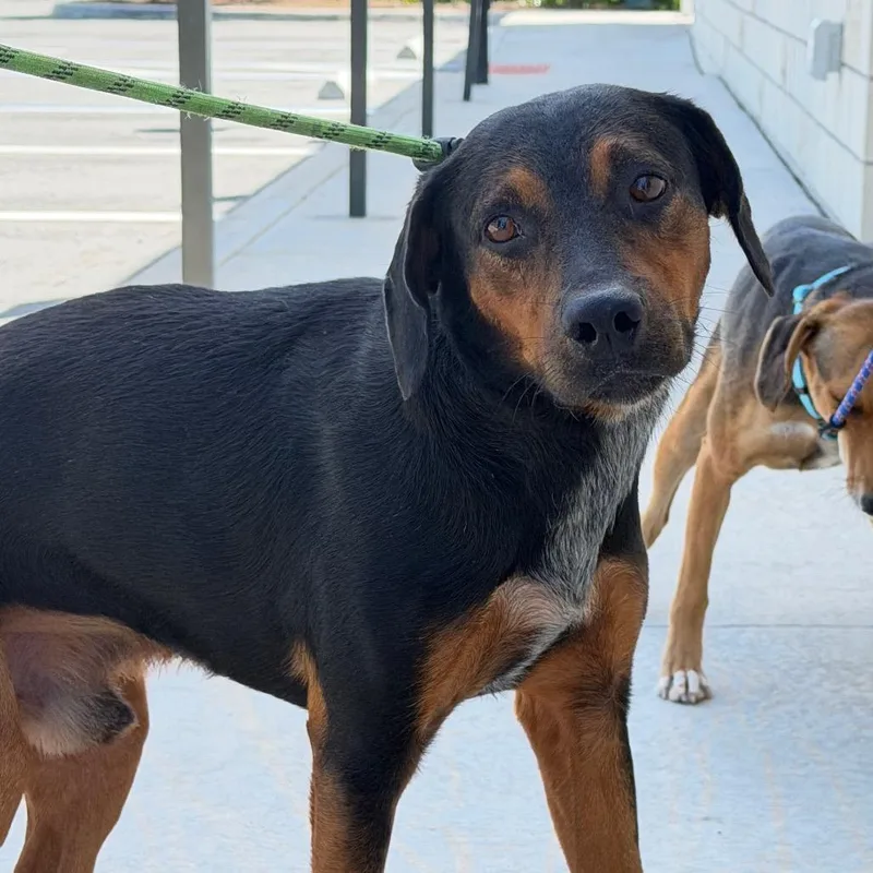An adult medium-sized male Brown / Chocolate Mixed Breed dog named Sam for adoption in Englewood, FL