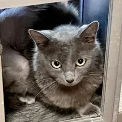 A young medium-sized female Domestic Short Hair cat named Cherry for adoption in Green Valley, AZ