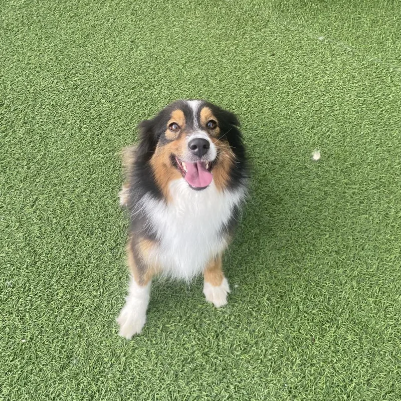 An adult small-sized female Brown / Chocolate Australian Shepherd dog named Josie Jo for adoption in LOXAHATCHEE, FL