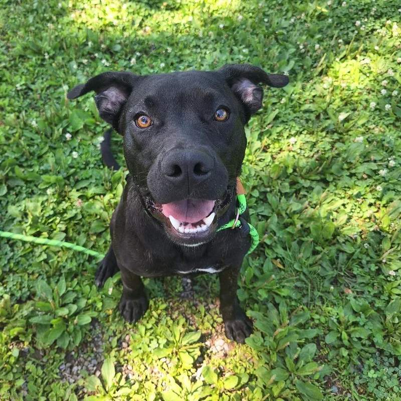 An adult medium-sized male Black Mixed Breed dog named Christian for adoption in Cape Girardeau, MO