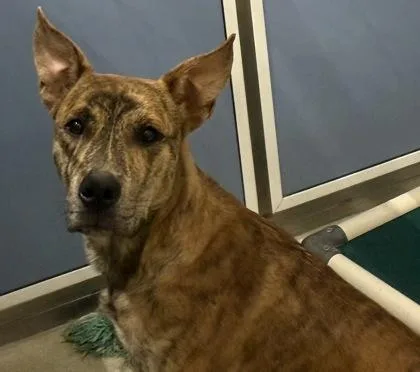 An adult large-sized male Mixed Breed dog named Waldo for adoption in Honolulu, HI