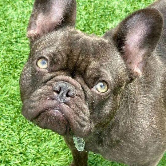 Milkshake thumbnail 2