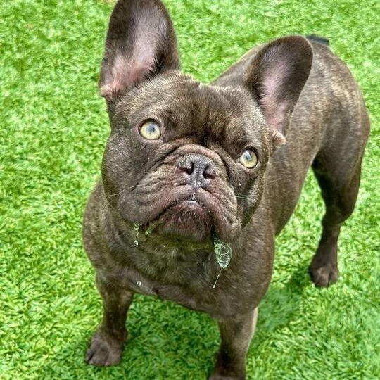 Milkshake thumbnail 3