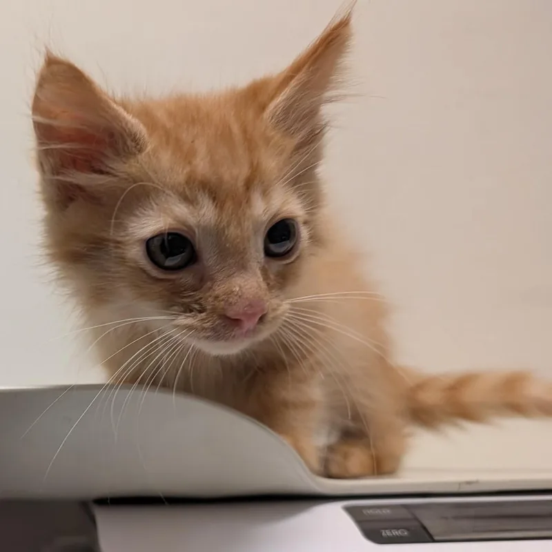 A baby small-sized male Domestic Medium Hair cat named Pilsner for adoption in Coos Bay, OR