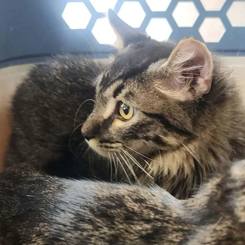 A young small-sized male Domestic Long Hair cat named Jebadiha for adoption in Kingman, AZ