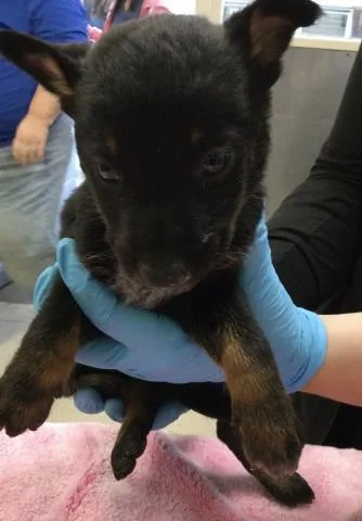 A baby small-sized male Siberian Husky dog named Jupiter for adoption in Riverside, CA