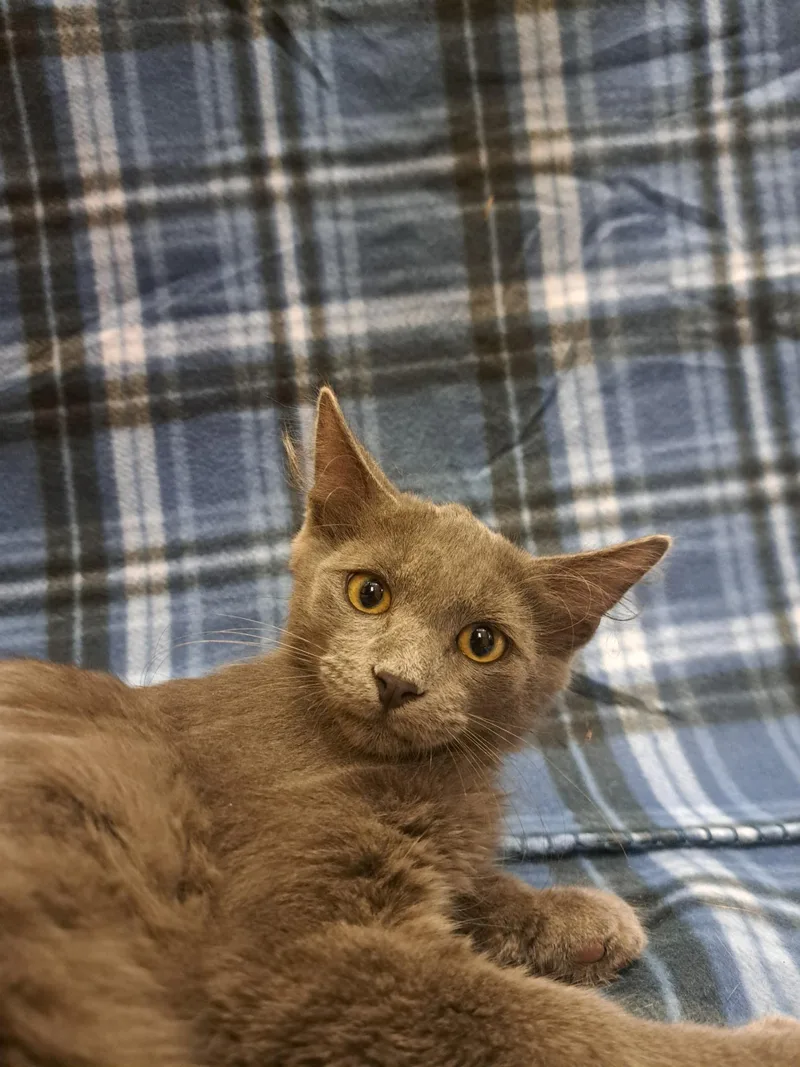 A baby medium-sized male Gray / Blue / Silver Domestic Short Hair cat named Spain for adoption in Albuquerque, NM