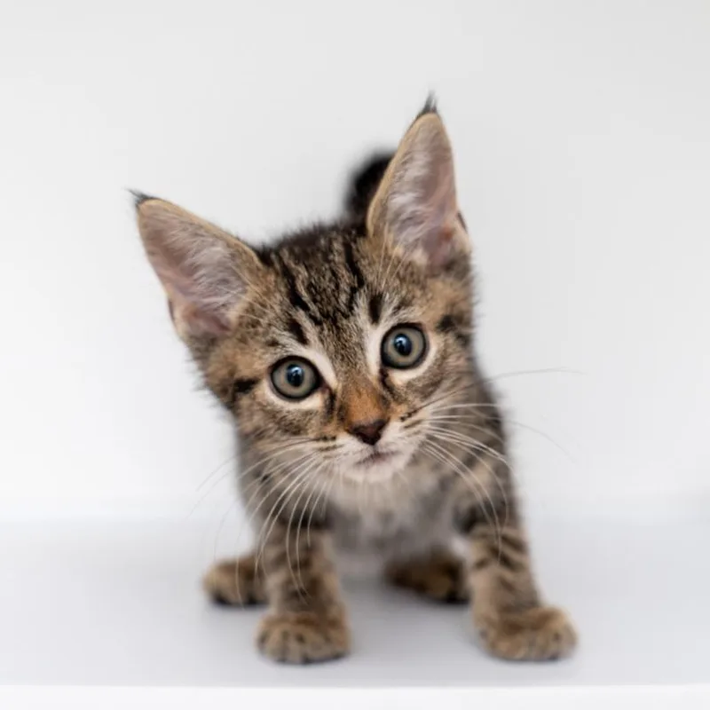 A baby small-sized male Brown / Chocolate Domestic Short Hair cat named Thumper for adoption in New York, NY