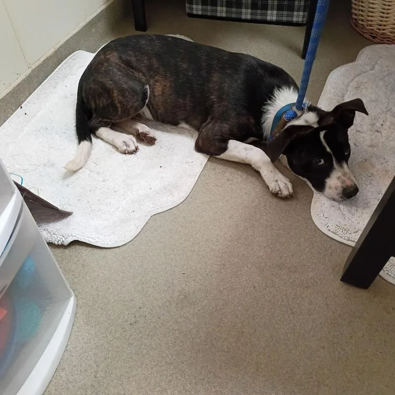 A baby small-sized male Pit Bull Terrier dog named Reese for adoption in Lynchburg, VA