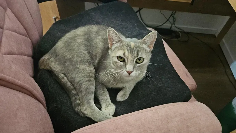A baby medium-sized male Gray / Blue / Silver Domestic Short Hair cat named Luis & LV "Little for adoption in San Luis Obispo, CA
