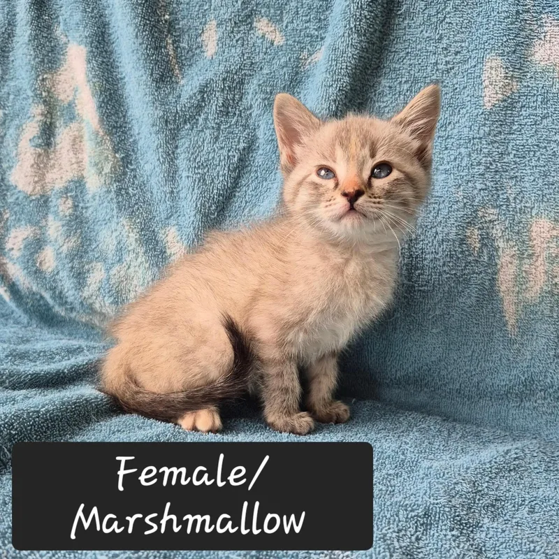 A baby large-sized female Blue Cream Domestic Short Hair cat named Marshmallow for adoption in Heber Springs, AR