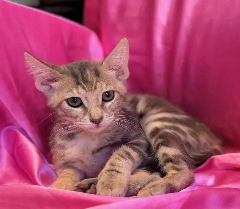 A baby medium-sized female Domestic Short Hair cat named Jessy for adoption in Rowland Heights, CA