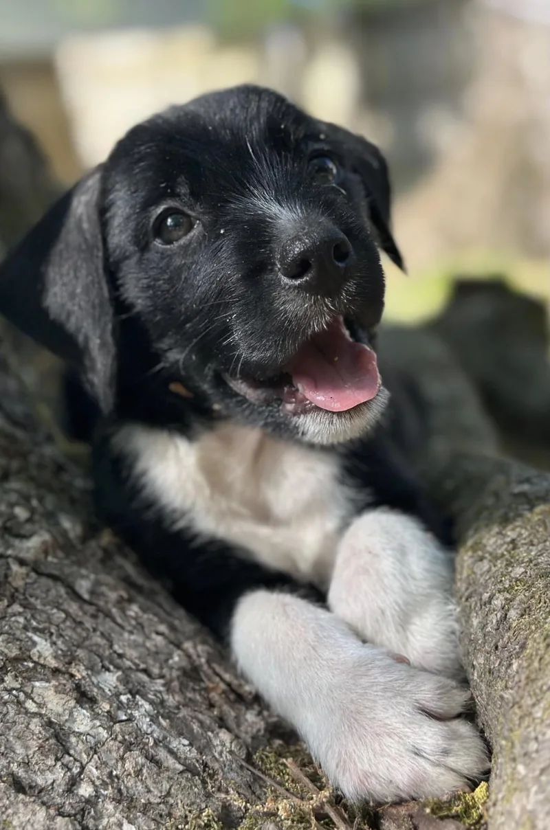 A baby medium-sized male Black Border Collie dog named Chaga for adoption in Richmond, VA