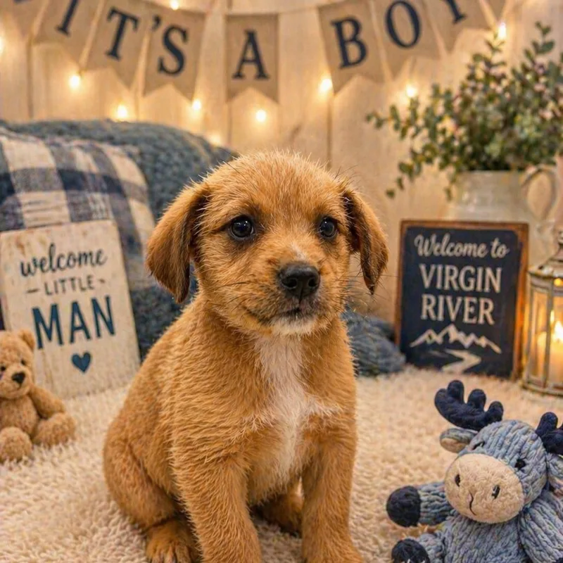 A baby medium-sized male Golden Terrier dog named Brady for adoption in La Grange, KY